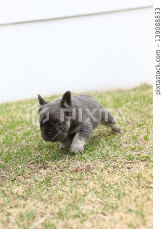 法國鬥牛犬 139088853