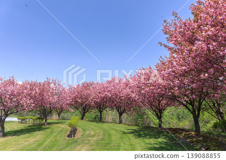 洞爺櫻花公園高爾夫球場,四周環繞著櫻花,俯瞰洞爺湖, ... 洞爺櫻花公園高爾夫球場,四周環繞著櫻花,俯瞰洞爺湖, ... 139088855