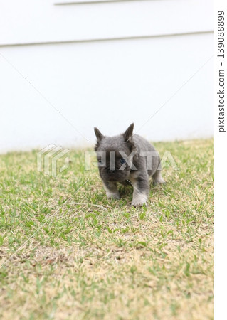 法國鬥牛犬 139088899