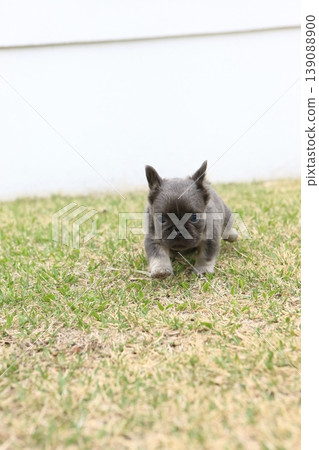 法國鬥牛犬 139088900