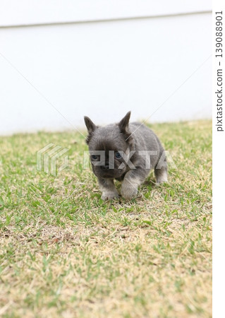 法國鬥牛犬 139088901