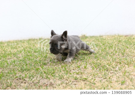 法國鬥牛犬 139088905