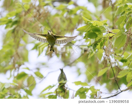 A siskin takes flight after catching its prey. 139089058