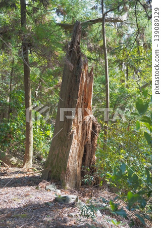The cycle of life in the forest: The details of ancient trees that still exude a sense of presence even in their decay. The cycle of life in the forest: The details of ancient trees that still exude a sense of presence even in their decay. 139089129
