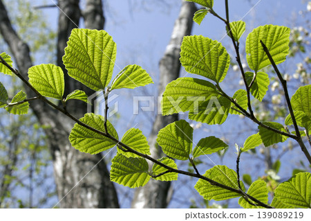 The fresh green leaves of the witch hazel (Hamamelis japonica) shining in the sunlight filtering through the trees in Tohoku region. The fresh green leaves of the witch hazel (Hamamelis japonica) shining in the sunlight filtering through the trees in Tohoku region. 139089219