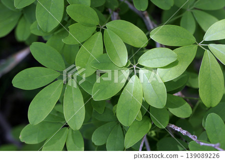 The palm-shaped leaves of Akebia quinata (Northeast Asia) 139089226