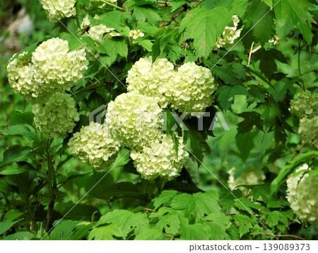 Viburnum plicatum flowers Viburnum plicatum flowers 139089373
