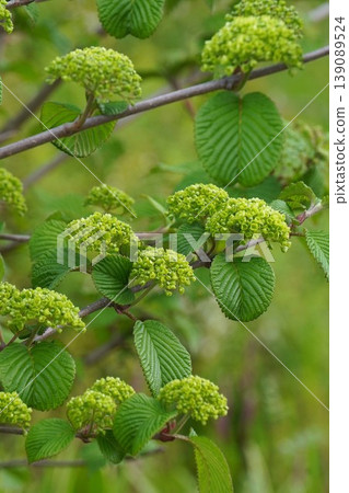 Japanese snowball bush flowers - April 2026 Japanese snowball bush flowers - April 2026 139089524