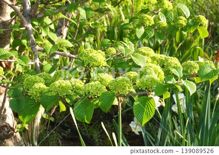 Japanese snowball bush flowers - April 2026 139089526