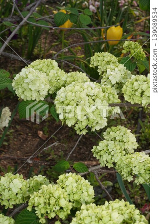 Japanese snowball bush flowers - April 2026 Japanese snowball bush flowers - April 2026 139089534