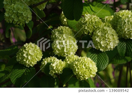 Japanese snowball bush flowers - April 2026 139089542