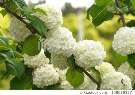 Japanese snowball bush flowers - April 2026 Japanese snowball bush flowers - April 2026 139089557