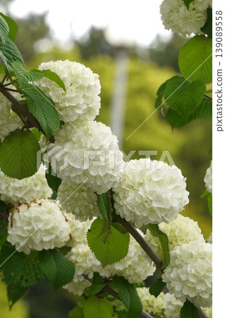 Japanese snowball bush flowers - April 2026 139089558