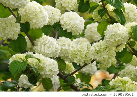 日本雪球花 - 2026年4月 139089561