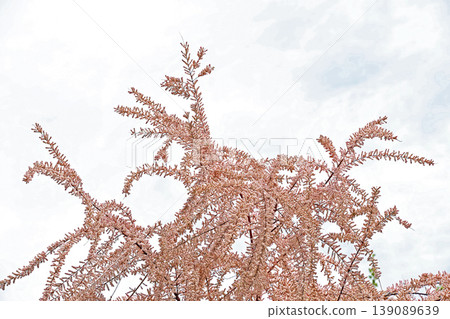 Tamarisk (Miyanagi) Tamarisk (Miyanagi) 139089639