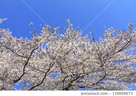 Cherry tree in full bloom Cherry tree in full bloom 139089673