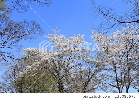 Cherry tree in full bloom Cherry tree in full bloom 139089675