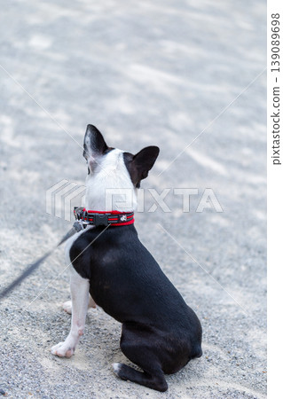 Boston Terrier playing in the park Boston Terrier playing in the park 139089698