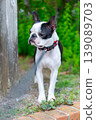 波士頓梗犬在公園玩耍 139089703