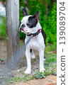 波士頓梗犬在公園玩耍 139089704