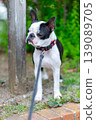 波士頓梗犬在公園玩耍 139089705