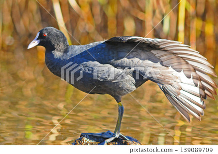 Coot flapping its wings 139089709