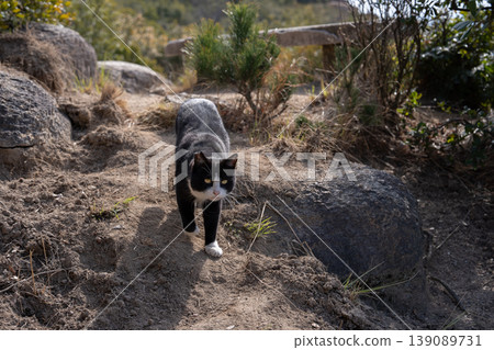 A cute stray cat walking around A cute stray cat walking around 139089731