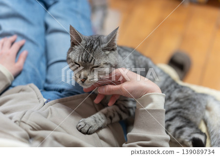 Owner petting a cat, tabby cat Owner petting a cat, tabby cat 139089734