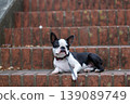 波士頓梗幼犬在公園玩耍 139089749