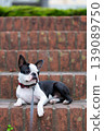 波士頓梗幼犬在公園玩耍 139089750
