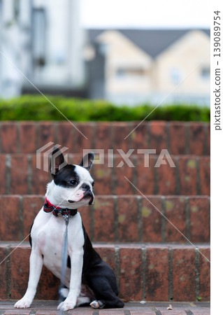 Boston Terrier puppies playing in the park 139089754