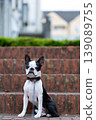 波士頓梗幼犬在公園玩耍 139089755