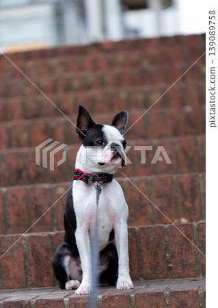 Boston Terrier puppies playing in the park Boston Terrier puppies playing in the park 139089758