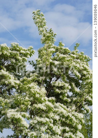 白花雪月桂樹的白色花朵 - 2026年4月 白花雪月桂樹的白色花朵 - 2026年4月 139089846