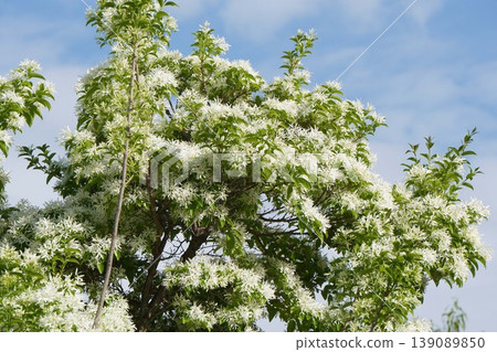 White flowers of the Chionanthus retusus tree - April 2026 139089850