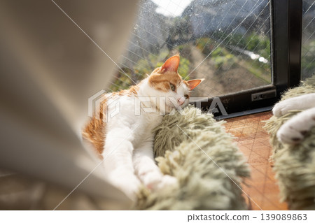 A cat relaxing by the window Brown tiger white A cat relaxing by the window Brown tiger white 139089863