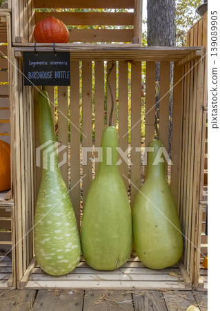 Birdhouse bottle gourds displayed in wooden crates at harvest Birdhouse bottle gourds displayed in wooden crates at harvest 139089905