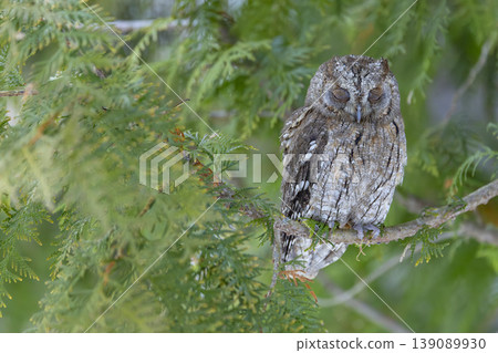 Owl sleeping peacefully on evergreen tree branch, Kubochna, Slovakia Owl sleeping peacefully on evergreen tree branch, Kubochna, Slovakia 139089930