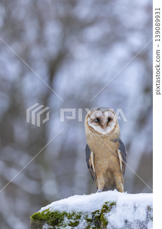 Barn owl standing on snow in winter forest Barn owl standing on snow in winter forest 139089931