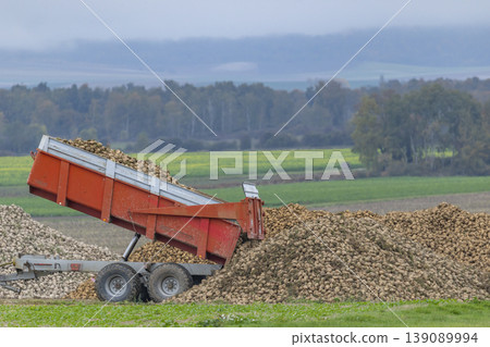 Dump trailer unloading harvested sugar beets in Vert Toulon field 139089994