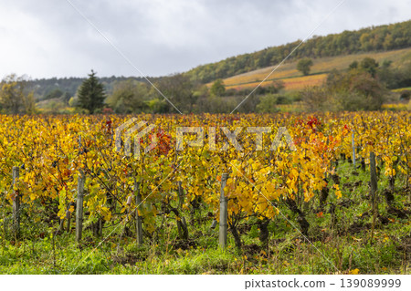 Autumn vineyard changing colors along Route des Grands Crus Autumn vineyard changing colors along Route des Grands Crus 139089999