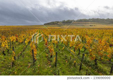 Autumnal vineyard rows in Bourgogne Franche Comte, France Autumnal vineyard rows in Bourgogne Franche Comte, France 139090000