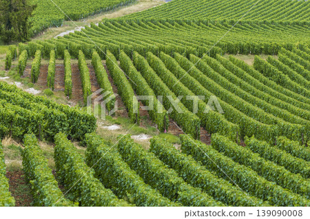 Vineyards creating abstract patterns in Champagne region France Vineyards creating abstract patterns in Champagne region France 139090008