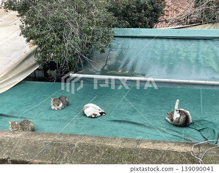 Cats resting on rooftop with teal cover background 139090041