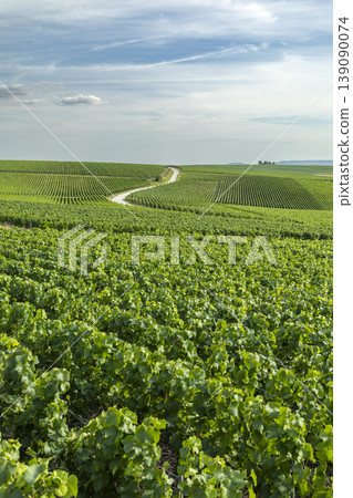 Vineyard rows winding road in Val de Livre, France Vineyard rows winding road in Val de Livre, France 139090074