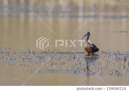 Glossy Ibis bird wading in muddy water wetlands Arles Glossy Ibis bird wading in muddy water wetlands Arles 139090118