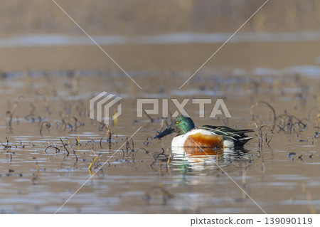 Northern shoveler duck swimming in Arles wetlands Northern shoveler duck swimming in Arles wetlands 139090119