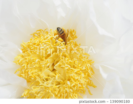 A peony flower and a bee collecting pollen. 139090180
