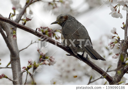 Bulbul 139090186