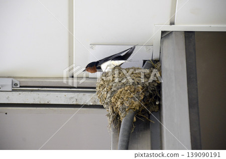 swallow swallow 139090191